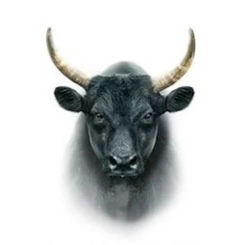 Photo of model @sirnatethebull