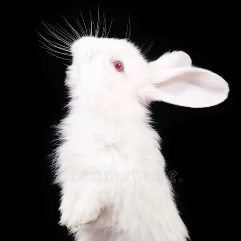 Photo of model @urlonelybunny