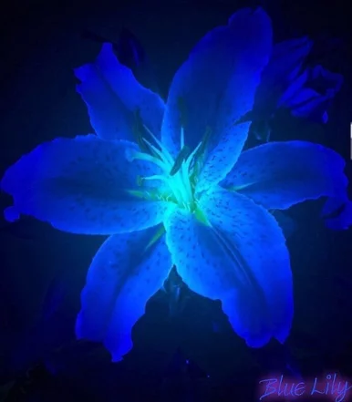 Photo of model @kikiwi123