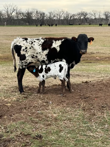 Photo of model @okieelephant