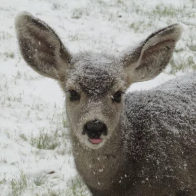 Photo of model @rottennvanillaa