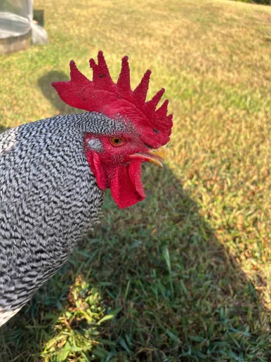 Photo of model @spottedcox