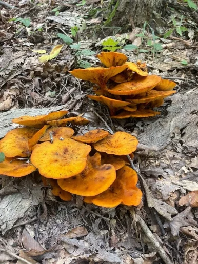 Photo of model @stonefruity