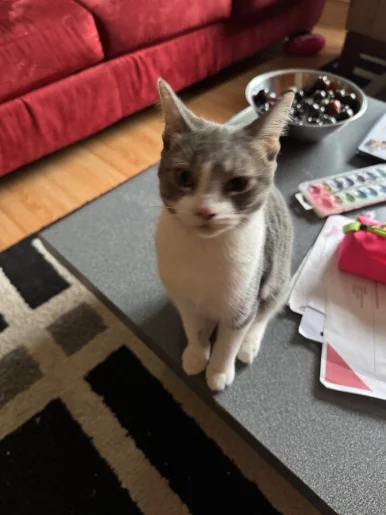 Photo of model @straycat1001