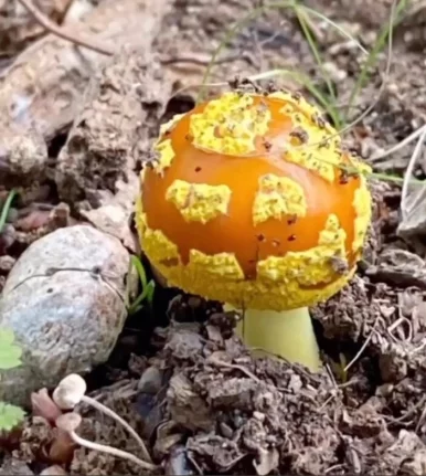 Photo of model @u529091659