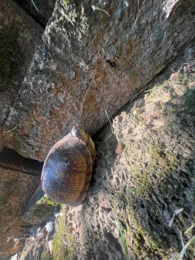 Photo of model @u529102852