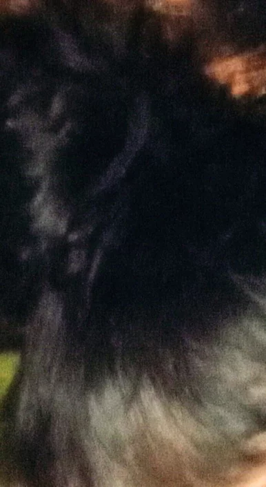 Photo of model @u529132561