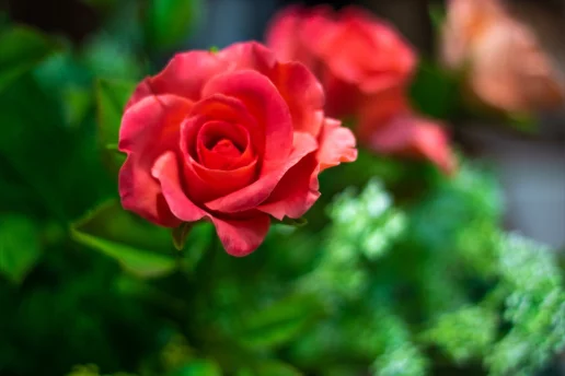 Photo of model @u529140403