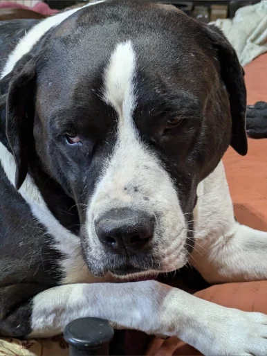 Photo of model @u529153601