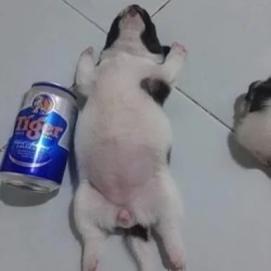 Photo of model @vietcong6868