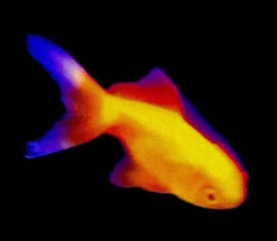 Photo of model @virginiakley