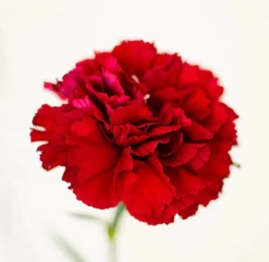 Photo of model @wildeblooms