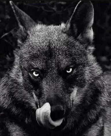 Photo of model @wolf4life